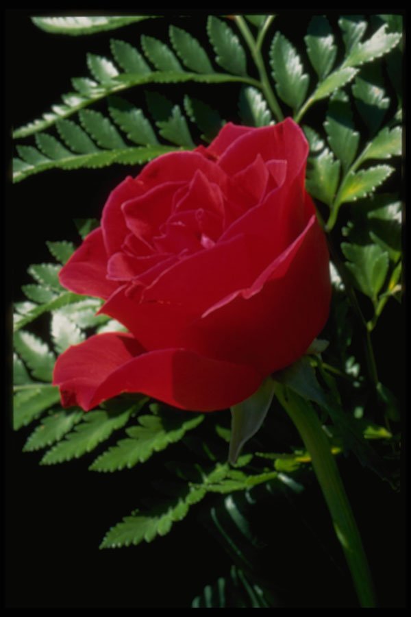 586067 Red Rose A4 Photo Print