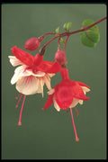 586068 Fuchsia Blossoms A4 Photo Print