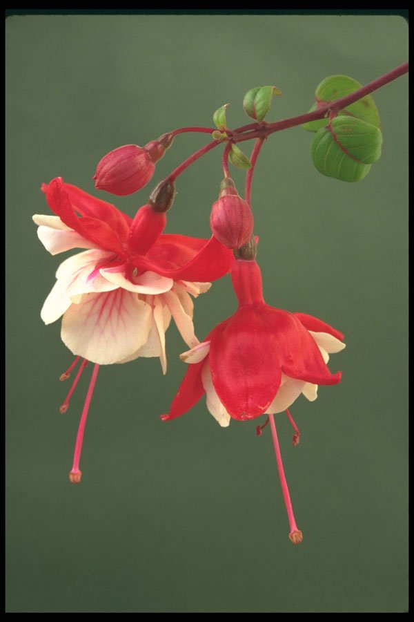 586068 Fuchsia Blossoms A4 Photo Print