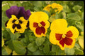 586069 Pansies A4 Photo Print