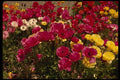 586070 Wildflowers In Bloom A4 Photo Print