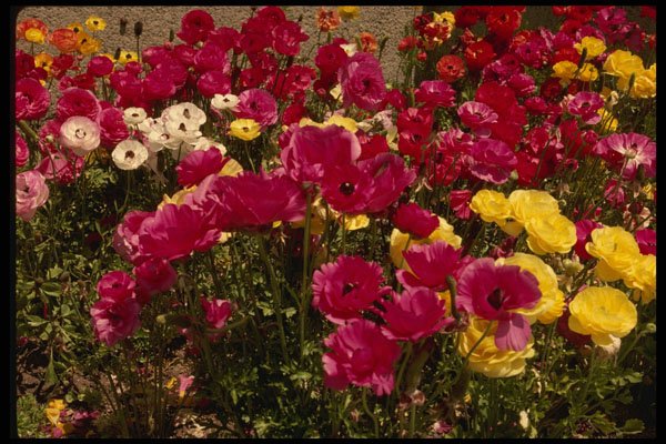 586070 Wildflowers In Bloom A4 Photo Print