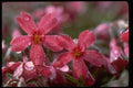 586071 Morning Dew A4 Photo Print