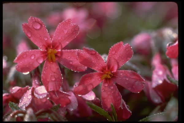 586071 Morning Dew A4 Photo Print