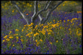 586072 Flower Study, Phoenix, Arizona A4 Photo Print