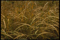 586073 Fall Leaves A4 Photo Print
