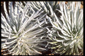 586074 Silversword Flower, Hawaii A4 Photo Print