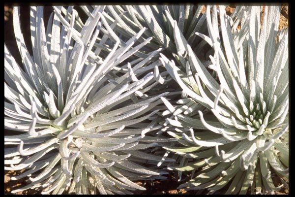 586074 Silversword Flower, Hawaii A4 Photo Print