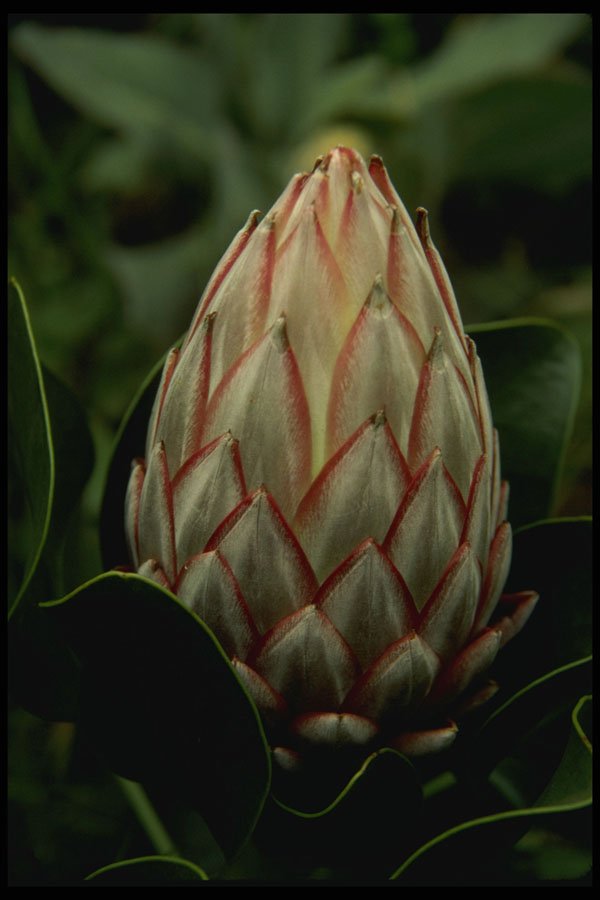 586075 Bud Of Protea Cynaroides A4 Photo Print