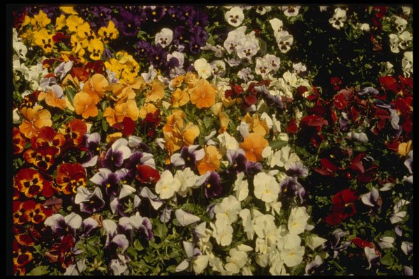 586076 Pallet Of Flowers, Victoria, British Columbia, Canada A4 Photo Print