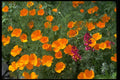 586078 Poppies Grasping The Sun A4 Photo Print