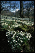 586079 Snowdrops A4 Photo Print