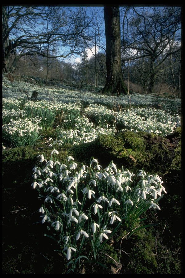 586079 Snowdrops A4 Photo Print