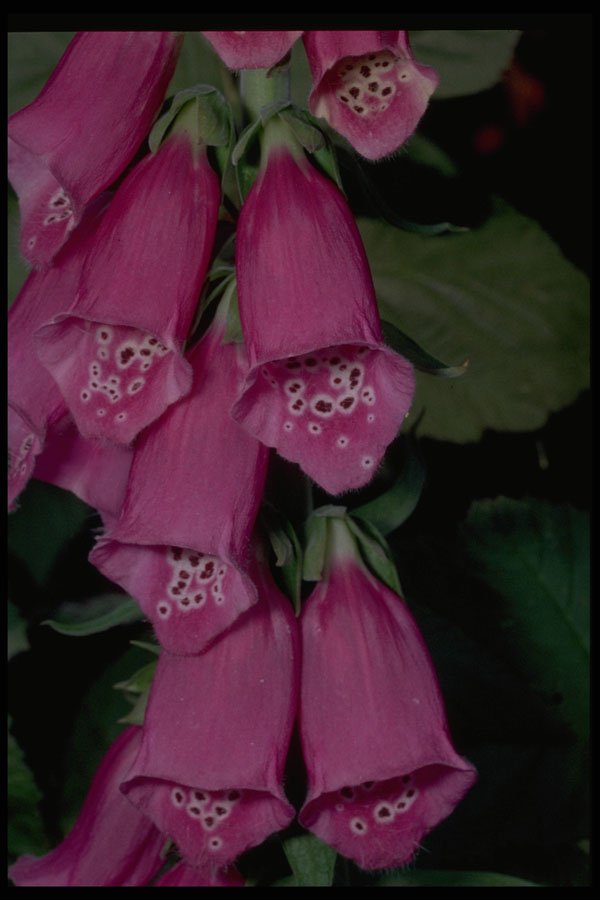 586080 Foxglove A4 Photo Print