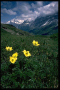 586081 Alpine Pasqueflower A4 Photo Print