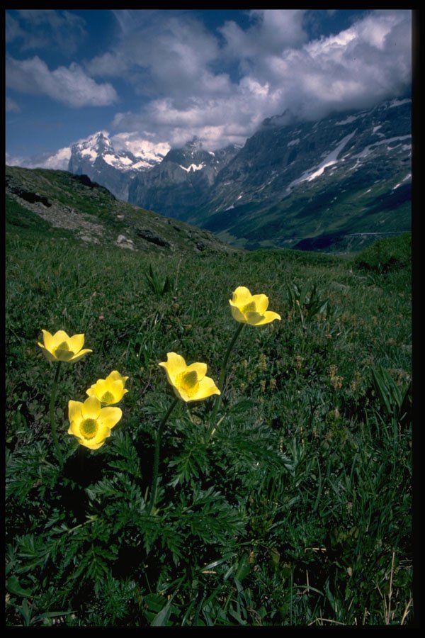 586081 Alpine Pasqueflower A4 Photo Print