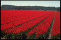 586082 Bulb Fields Of Netherlands A4 Photo Print