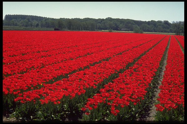 586082 Bulb Fields Of Netherlands A4 Photo Print