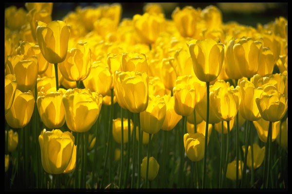 586083 Bulb Fields Of Netherlands A4 Photo Print