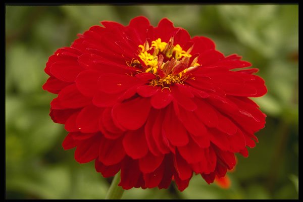 586084 Aster A4 Photo Print