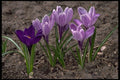 586085 Crocus A4 Photo Print