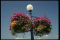 586087 Victoria's Famed Hanging Flower Baskets, Canada A4 Photo Print