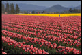 586088 Skagit Valley Landscape A4 Photo Print
