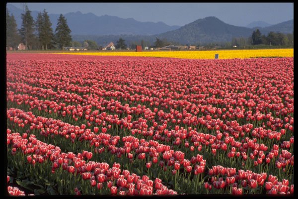 586088 Skagit Valley Landscape A4 Photo Print