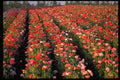 586089 Poppy Field A4 Photo Print