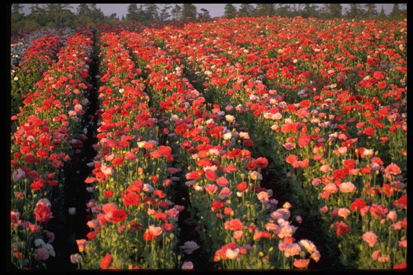 586089 Poppy Field A4 Photo Print