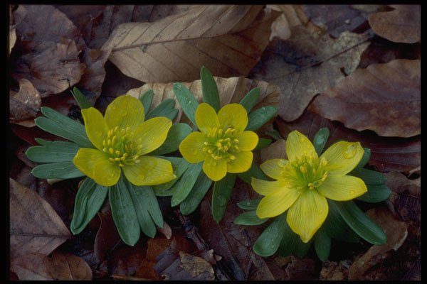 586090 Winter Aconite A4 Photo Print