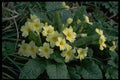586091 Primroses A4 Photo Print