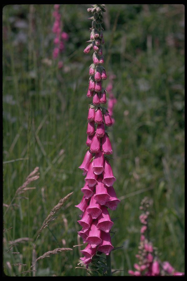 586092 Foxgloves A4 Photo Print