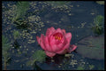 586093 Water Lily A4 Photo Print