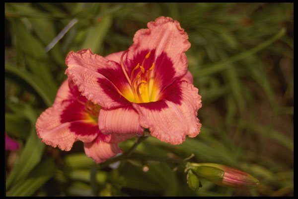 586094 New Hybrid Lily A4 Photo Print