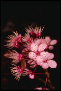 586095 Blossom Detail Of Flowering Plum Tree A4 Photo Print
