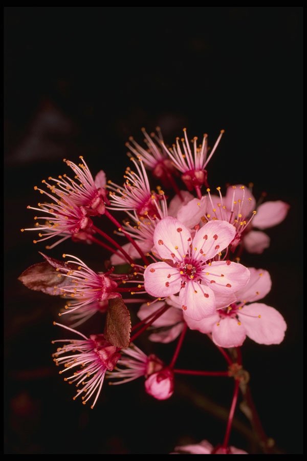 586095 Blossom Detail Of Flowering Plum Tree A4 Photo Print