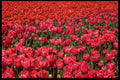 586096 Bulb Fields Of Netherlands A4 Photo Print