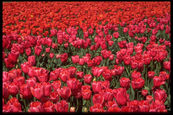 586096 Bulb Fields Of Netherlands A4 Photo Print