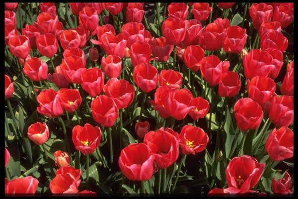586097 Bulb Fields Of Netherlands A4 Photo Print