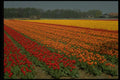 586098 Multicolored Strips Of Tulips, Netherlands A4 Photo Print