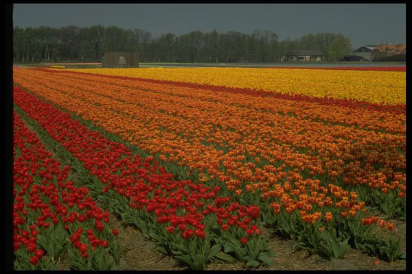 586098 Multicolored Strips Of Tulips, Netherlands A4 Photo Print