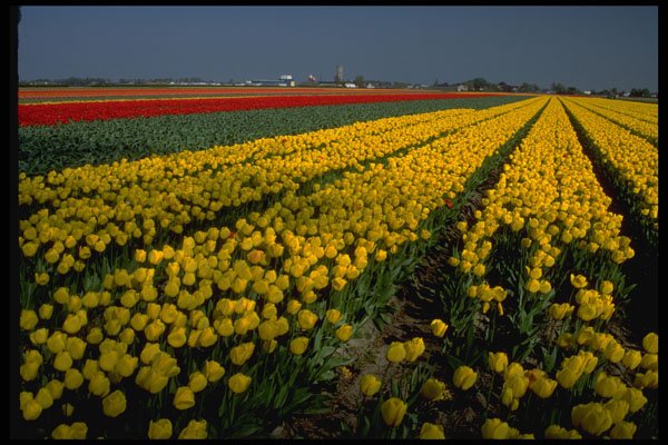 586099 Tulip Fields, Netherlands A4 Photo Print