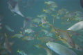 589025 Blue Stripe Snappers, Hanhonolua Bay, Maui A4 Photo Print
