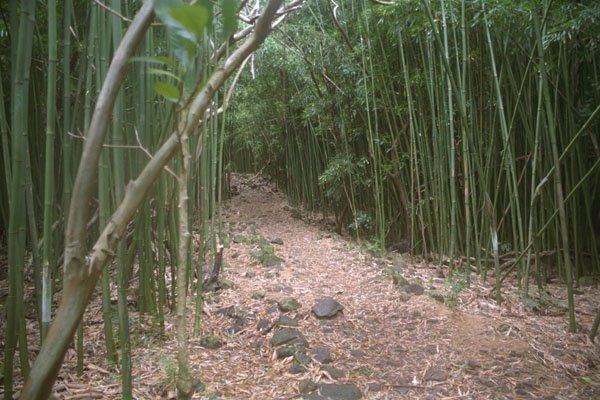 589026 Bamboo Forest At Wailua Falls, Maui A4 Photo Print