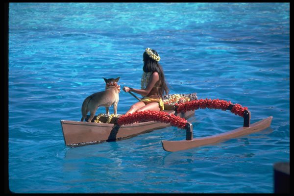 589032 Public Performance, Sea Life Park, Honolulu A4 Photo Print