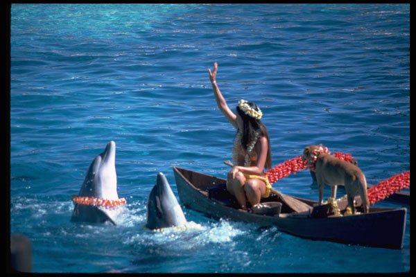 589034 Public Performance, Sea Life Park, Honolulu A4 Photo Print