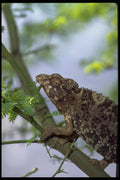 589038 Jackson Chameleon A4 Photo Print