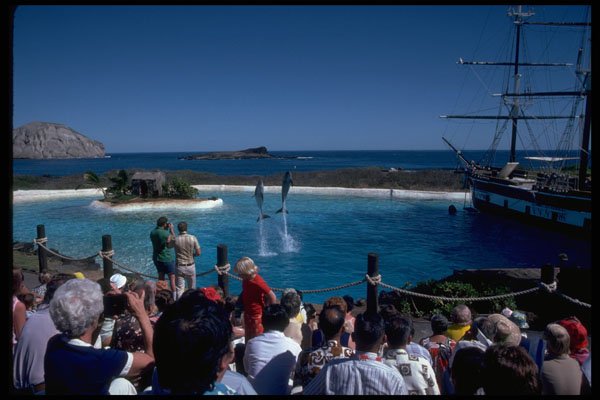 589042 Dolphin Show At Sea Life Park, Oahu A4 Photo Print