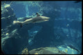 589045 Shark At Sea Life Park, Honolulu A4 Photo Print